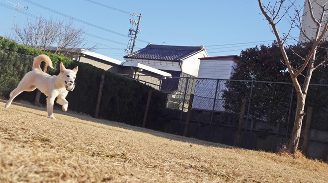 ドッグラン